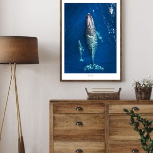 35-Baleine -Baleineau