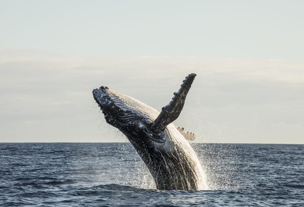 22- Saut de Baleine
