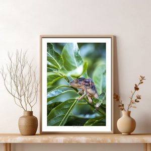 4-Caméléon